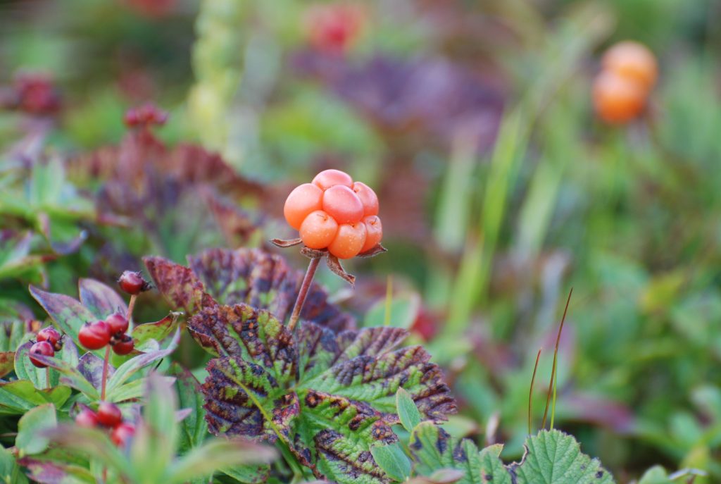 What Happens to The Body When You Eat Cloudberries 1 Cloudberries1